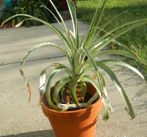 Puya yakespala - Yakespala Bromeliad, Yellow Desert Bromeliad, Lighted Bromeliad - Image 2