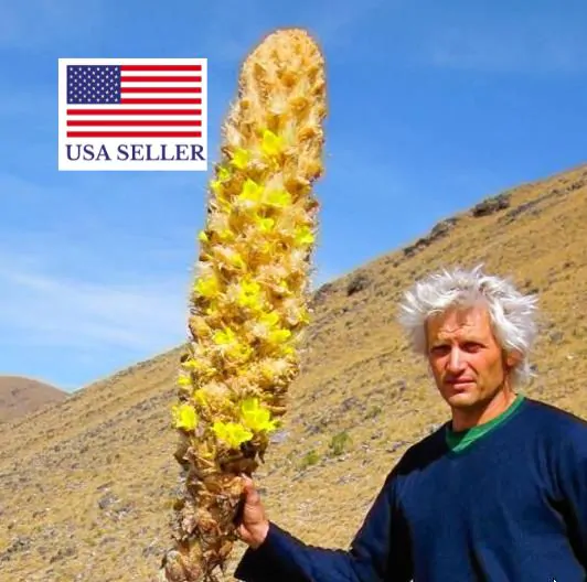 Puya yakespala - Yakespala Bromeliad, Yellow Desert Bromeliad, Lighted Bromeliad - Image 5
