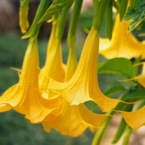 Brugmansia suaveolens var. yellow - Angel's Trumpet Yellow - Image 4