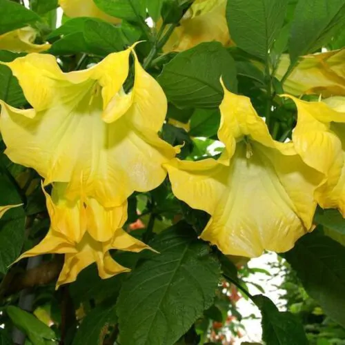 Brugmansia suaveolens var. yellow - Angel's Trumpet Yellow - Image 5