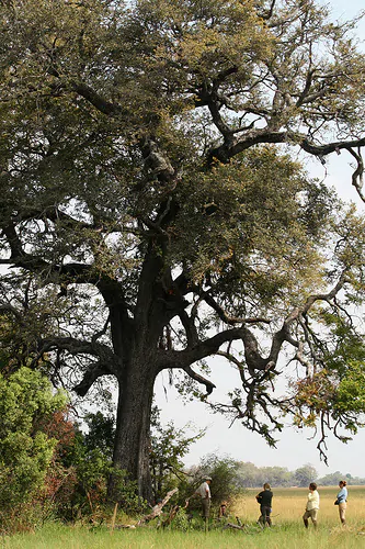 Dalbergia melanoxylon - African ebony, mpingo, african blackwood