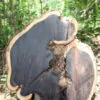 Dalbergia melanoxylon - African ebony, mpingo, african blackwood - Image 2