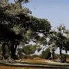 Dalbergia melanoxylon - African ebony, mpingo, african blackwood - Image 3