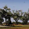 Dalbergia melanoxylon - African ebony, mpingo, african blackwood - Image 5