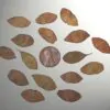 Dalbergia melanoxylon - African ebony, mpingo, african blackwood - Image 7