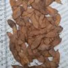 Dalbergia melanoxylon - African ebony, mpingo, african blackwood - Image 8