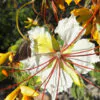 Delonix elata / Poinciana elata - White Gul Mohur, Creamy Peacock Flower, Yellow Gul Mohur - Image 2