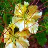Delonix elata / Poinciana elata - White Gul Mohur, Creamy Peacock Flower, Yellow Gul Mohur - Image 3