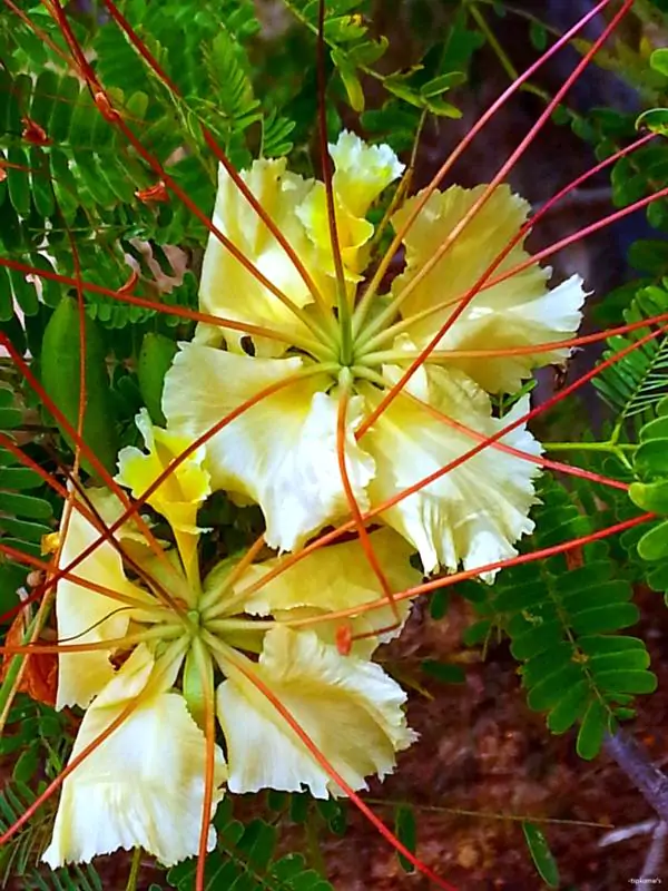 Delonix elata / Poinciana elata - White Gul Mohur, Creamy Peacock Flower, Yellow Gul Mohur - Image 3