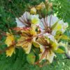 Delonix elata / Poinciana elata - White Gul Mohur, Creamy Peacock Flower, Yellow Gul Mohur - Image 4