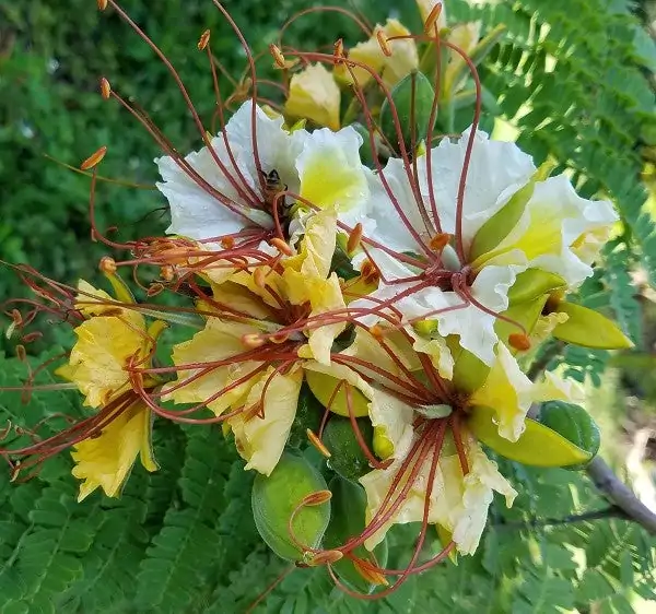 Delonix elata / Poinciana elata - White Gul Mohur, Creamy Peacock Flower, Yellow Gul Mohur - Image 4