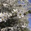 Prunus spinosa - Sloe, Blackthorn, Wilplum, Wild Cherry, Abrunheiro - Image 2