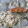 Prunus spinosa - Sloe, Blackthorn, Wilplum, Wild Cherry, Abrunheiro - Image 3
