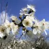 Prunus spinosa - Sloe, Blackthorn, Wilplum, Wild Cherry, Abrunheiro - Image 4