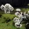 Prunus spinosa - Sloe, Blackthorn, Wilplum, Wild Cherry, Abrunheiro - Image 5
