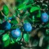 Prunus spinosa - Sloe, Blackthorn, Wilplum, Wild Cherry, Abrunheiro - Image 6