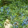 Prunus spinosa - Sloe, Blackthorn, Wilplum, Wild Cherry, Abrunheiro - Image 7