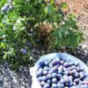 Prunus spinosa - Sloe, Blackthorn, Wilplum, Wild Cherry, Abrunheiro - Image 8