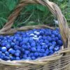Prunus spinosa - Sloe, Blackthorn, Wilplum, Wild Cherry, Abrunheiro - Image 9