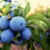 Prunus spinosa - Sloe, Blackthorn, Wilplum, Wild Cherry, Abrunheiro - Image 10