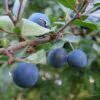 Prunus spinosa - Sloe, Blackthorn, Wilplum, Wild Cherry, Abrunheiro - Image 13