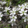 Prunus spinosa - Sloe, Blackthorn, Wilplum, Wild Cherry, Abrunheiro - Image 15
