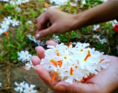 Nyctanthes arbor-tristis - Night-Flowering Jasmine, Jasmim Of The Night, Tree Of Sadness, Parijat, Tree of