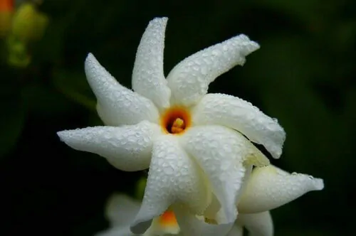 Nyctanthes arbor-tristis - Night-Flowering Jasmine, Jasmim Of The Night, Tree Of Sadness, Parijat, Tree of - Image 2