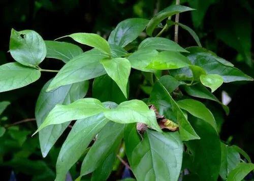 Nyctanthes arbor-tristis - Night-Flowering Jasmine, Jasmim Of The Night, Tree Of Sadness, Parijat, Tree of - Image 5