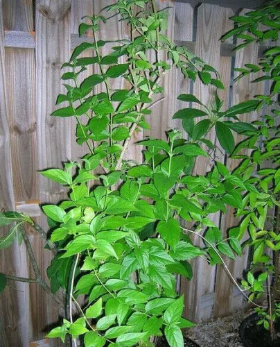 Nyctanthes arbor-tristis - Night-Flowering Jasmine, Jasmim Of The Night, Tree Of Sadness, Parijat, Tree of - Image 6