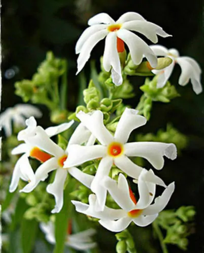Nyctanthes arbor-tristis - Night-Flowering Jasmine, Jasmim Of The Night, Tree Of Sadness, Parijat, Tree of - Image 7