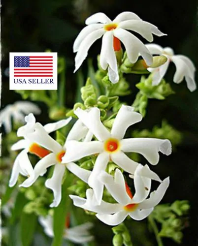 Nyctanthes arbor-tristis - Night-Flowering Jasmine, Jasmim Of The Night, Tree Of Sadness, Parijat, Tree of - Image 10